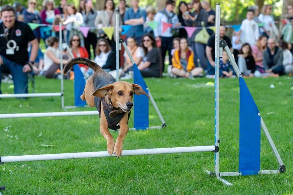 Greenwich Dog Show 2026 presented by Virtue Vets