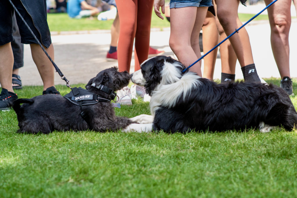 two dogs on leashes on grass