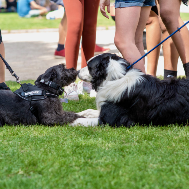 two dogs on leashes on grass