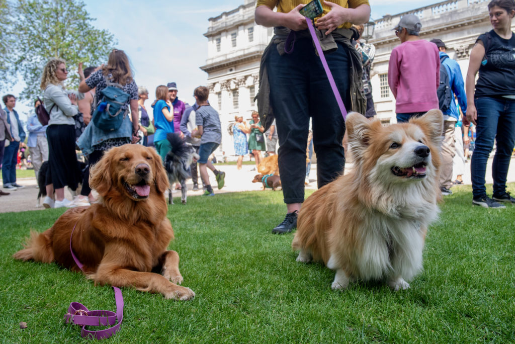 two dogs on a leash in the Old Royal Naval College grounds