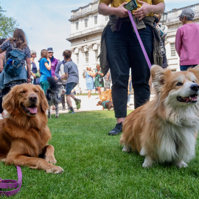 two dogs on a leash in the Old Royal Naval College grounds